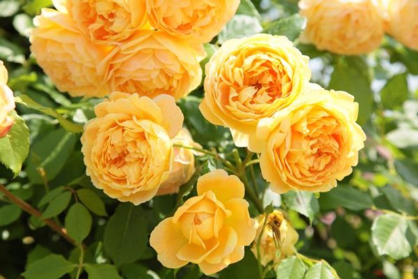 Golden Celebration - 90cm standard - Image 2