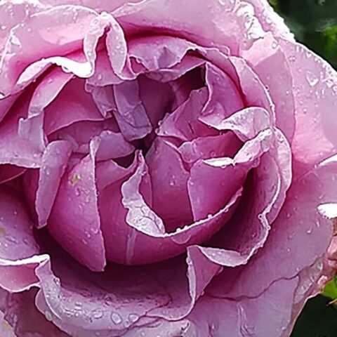 Delbard French Rose Collection | Newman's Nursery