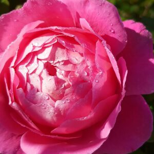 Delbard French Rose Collection