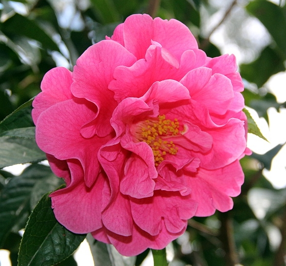 Reticulata, Hybrids & Species | Newman's Nursery