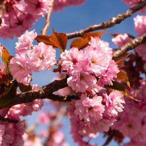 Ornamental Trees