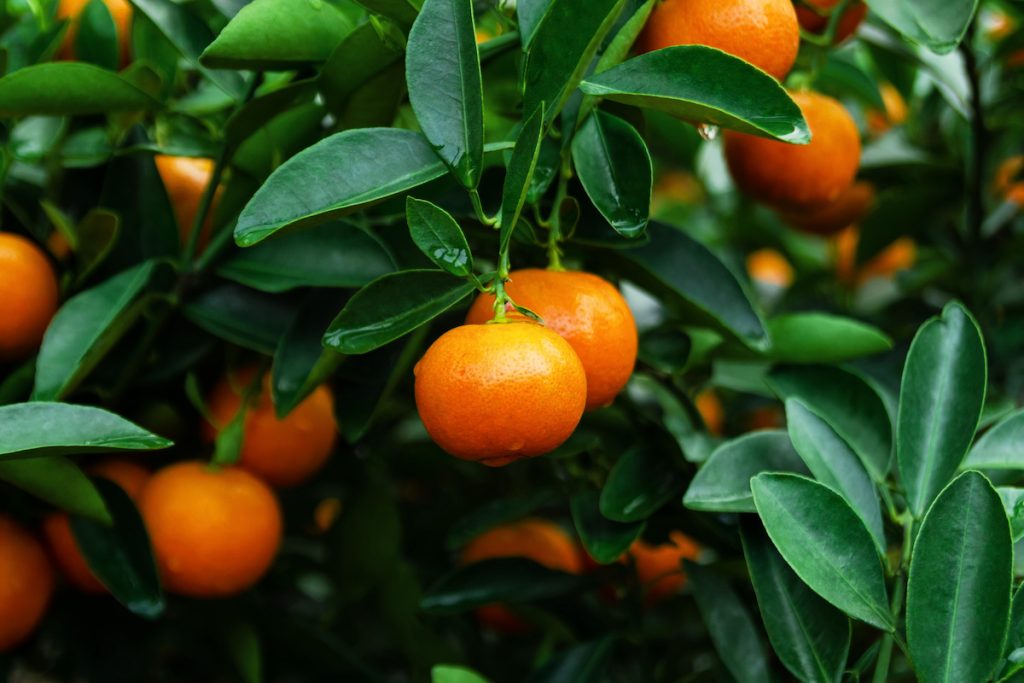 Mandarin Japanese Seedless Newman