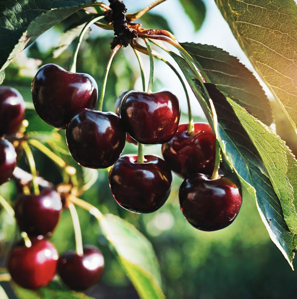 Fruit Trees Newman