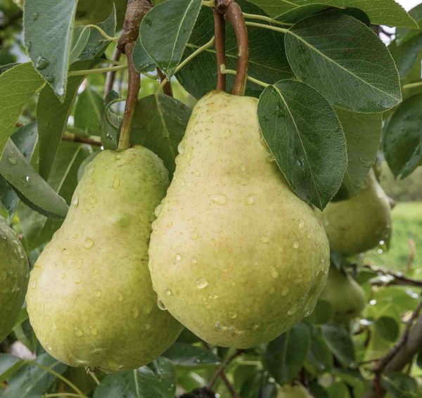 Pear - Josephine