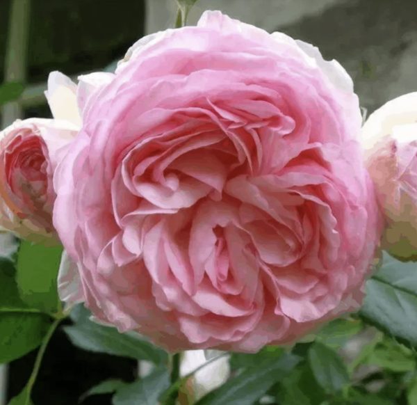 Pierre de Ronsard - Standard 90cm