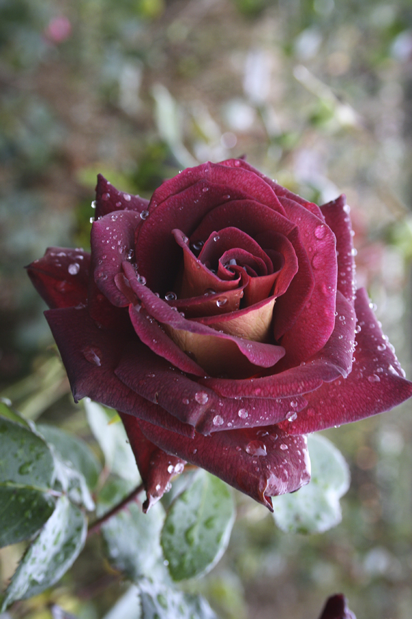 The RSL Rose - Image 2