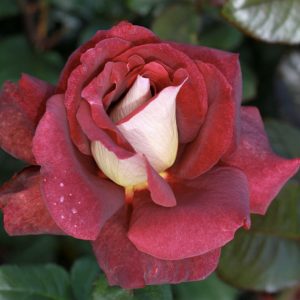 The RSL Rose