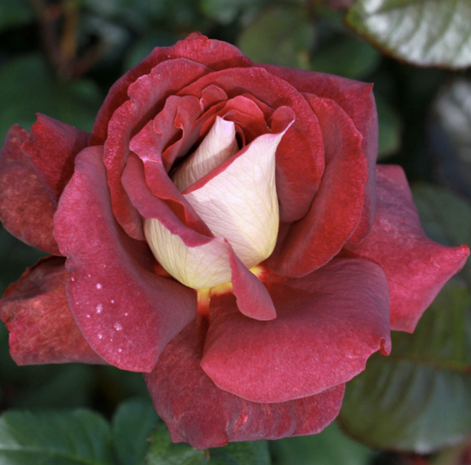The RSL Rose