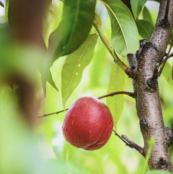 Nectarine - May Grand