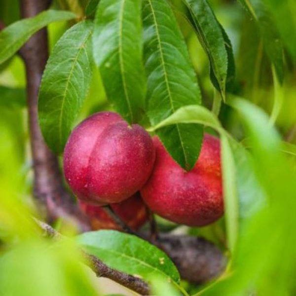 Peacharine
