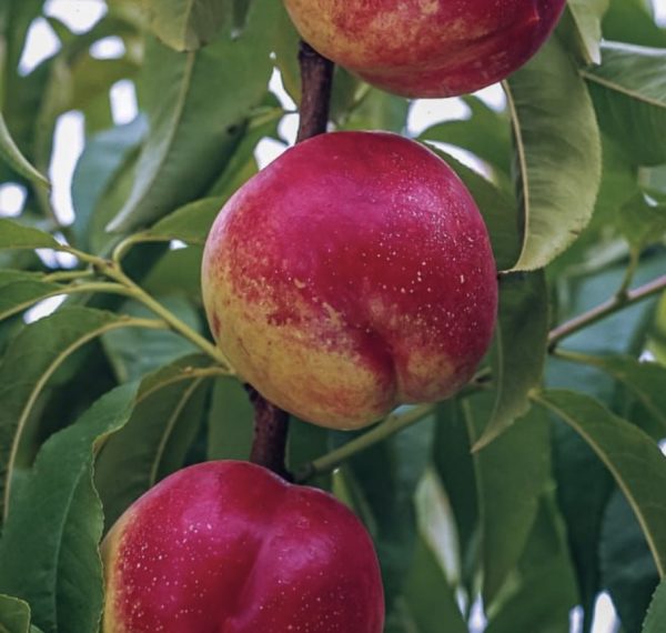 Nectarine - Fantasia