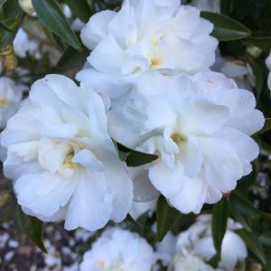 Paradise Little Lianne