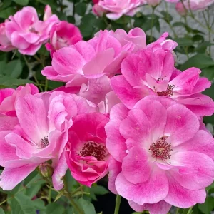 Brilliant Pink Iceberg