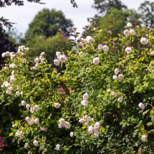 Climbing Roses