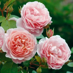David Austin English Roses