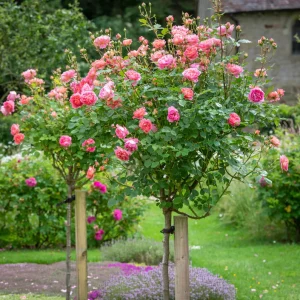 Standard Roses - 90cm