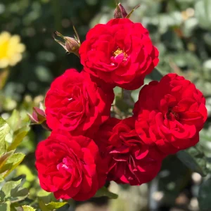 Europeana - 90cm Standard