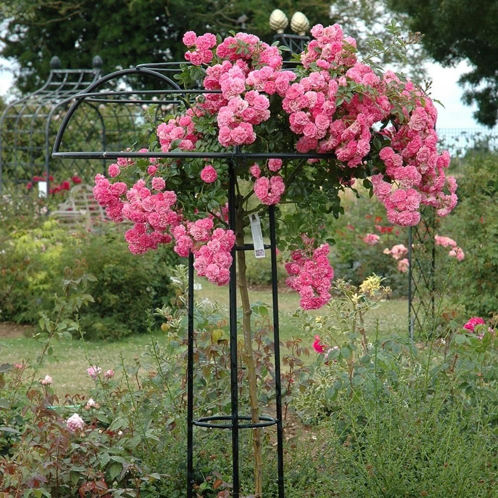Standard Weeping Roses 180cm | Newman's Nursery