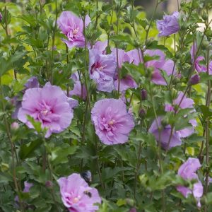 Hibiscus syriacus 'Lavender Chiffon'® — Lavender Chiffon Rose of Sharon