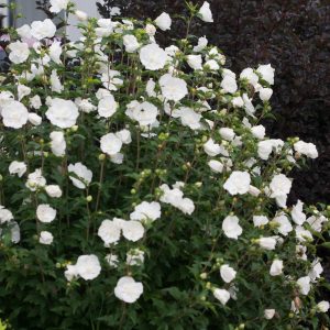 Hibiscus syriacus 'White Chiffon'® — White Chiffon Rose of Sharon