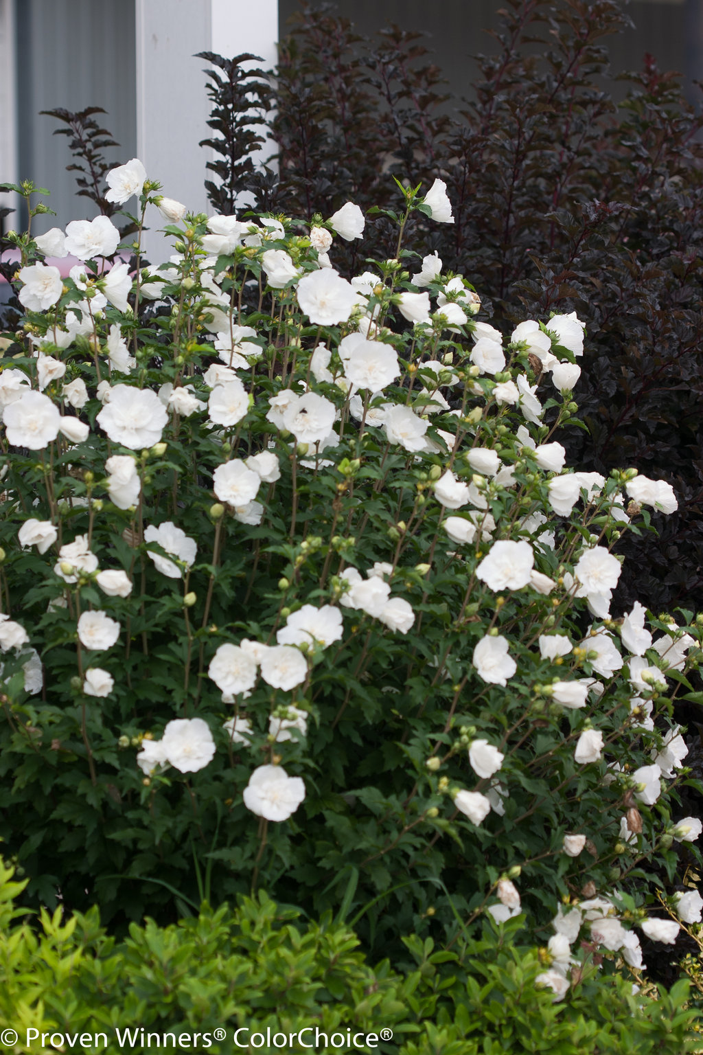 Hibiscus syriacus 'White Chiffon'® — White Chiffon Rose of Sharon