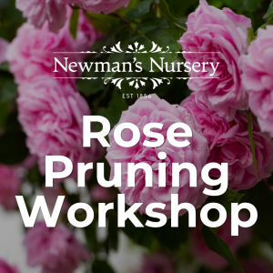 Rose Pruning Workshop — 21 June